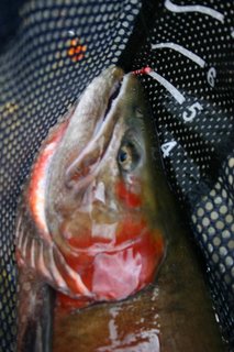 Huge head of cutthroat with slashes in the throat